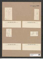 Glyphodesmis eximia Grev. (de-Toni-Nr.: Genus 81, Species 2890) Zeichnungen Sammlung Grunow Nr. 5866 (NHMW-BOT-W0374308)